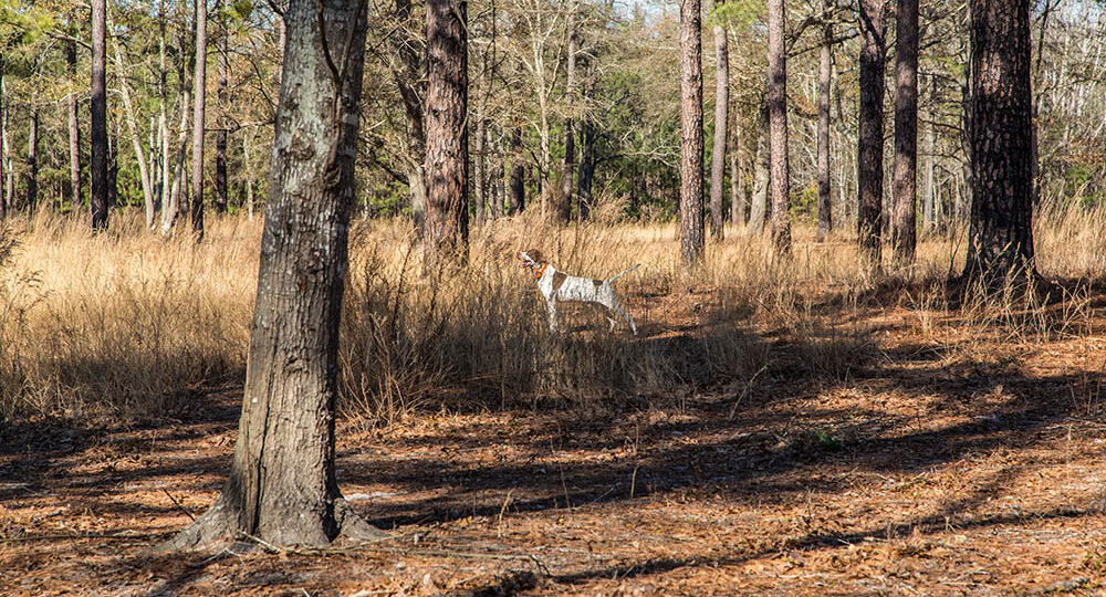 forestry and wildlife management